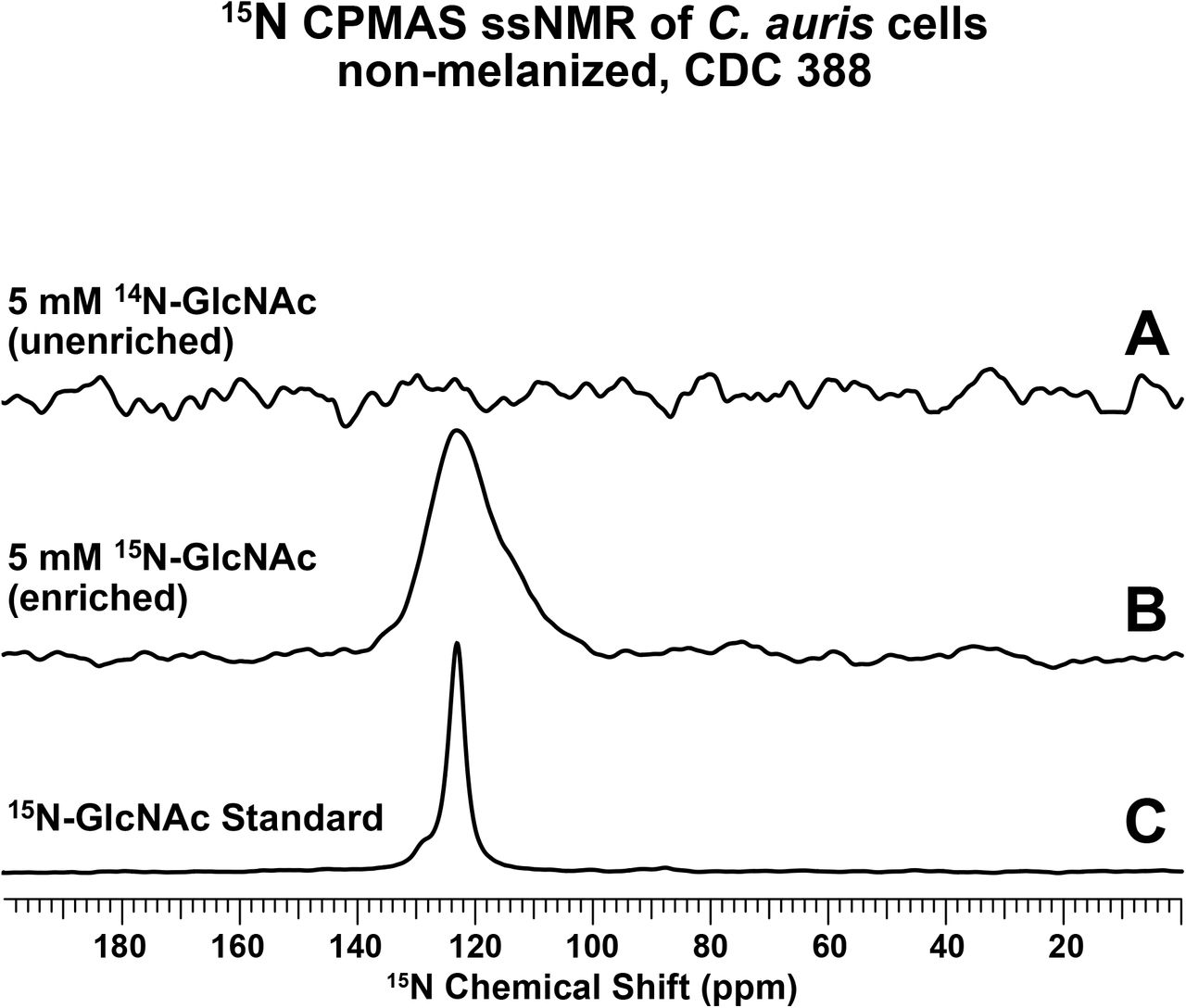 C. auris takes up exogenous GlcNAc and uses it for chitin synthesis.15N cross-polarization solid-state NMR spectra of intact heat-killed C. auris cells from the melanizing strain CDC 388 grown with (A) 5 mM 14N-GlcNAc or (B) 5 mM 15N-GlcNAc; (C) spectrum of a 15N-GlcNAc standard compound. All data were acquired with 64 scans (∼3 minute experimental time). The absence of signal in the spectrum of 14N-GlcNAc supplemented cells (A) after the acquisition of only 64 scans is consistent with the low natural abundance (0.4%) of the NMR-active 15N isotope. The presence of signal in the spectrum of 15N-GlcNAc supplemented cells (B) after the acquisition of only 64 scans is consistent with the uptake of substrate enriched in the 15N-isotope. The 15N chemical shift (∼123 ppm) of the observed signal is consistent with the amide nitrogen within an acetyl group; its relatively broad linewidth in comparison to that of the peak in spectrum (C) is typical of large macromolecules, indicating that the taken-up exogenous GlcNAc was subsequently used for chitin synthesis.