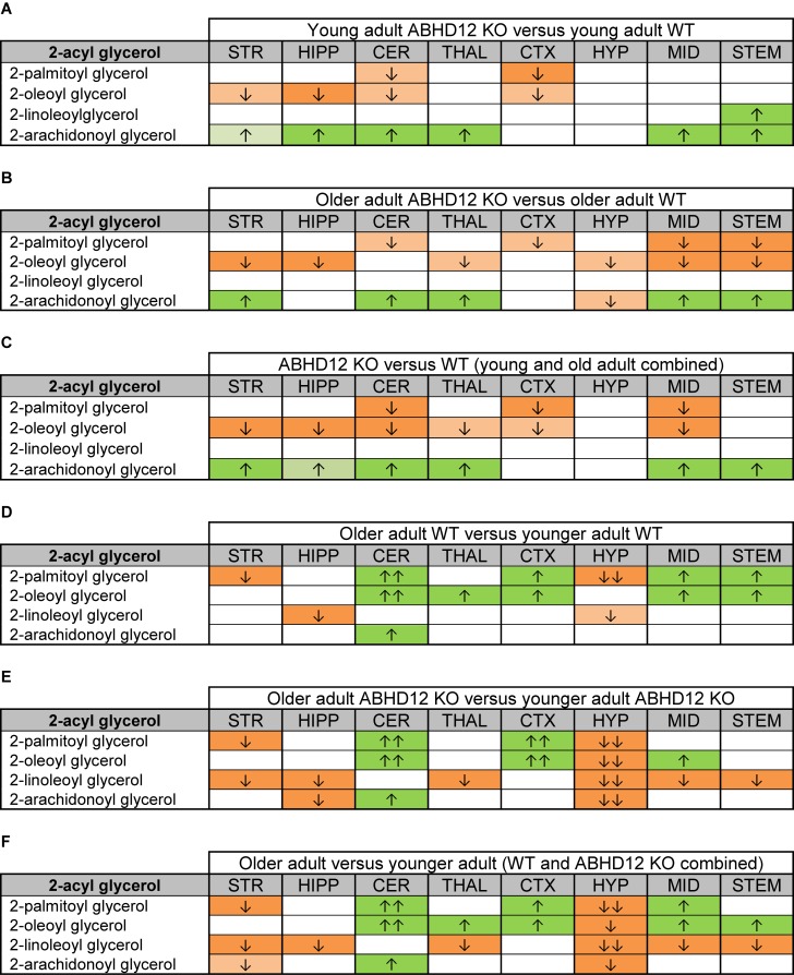 Heatmaps of effects of ABHD12 deletion and age on levels of 2-acyl glycerols in 8 brain regions. Cells with shaded arrows indicate a change for that lipid in the indicated brain area relative to the same control area. The arrow color indicates the direction of a significant result relative to control. Green colors represent increases, whereas orange colors represent decreases. Darker colors represent changes of p < 0.05 and lighter colors represent changes of p < 0.10. The number of arrows indicates the magnitude of the difference. One arrow indicates a magnitude difference of less than 1.5 fold and 2 arrows indicate a 1.5–1.99 fold change, whereas a blank cell indicates that there was no change in the lipid’s level. See Methods and Supplementary Figure 2 for more detailed description of analysis. Brain regions analyzed were the striatum (STR), hippocampus (HIPP), cerebellum (CER), thalamus (THAL), cortex (CTX), hypothalamus (HYP), midbrain (MID), and brainstem (STEM). (A) Shows the effect of ABHD12 deletion in younger adult brain areas, whereas (B) shows the effect of ABHD12 deletion in older adult brain areas. (C) Shows the main effect of ABHD12 deletion, combining older and younger adult mice into groups based on genotype. (D) Shows the effect of aging in WT mice, whereas (E) shows the effect of aging in ABHD12 KO mice. (F) Shows the main effect of aging, combining WT and ABHD12 KO mice into groups based on age.