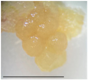 cells-15-00385-i007.jpg