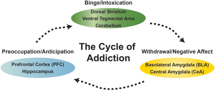 Diagram of the behavioral states and select brain areas discussed in this research topic associated with the cycle of addiction.