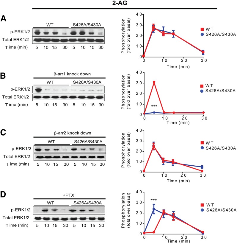2-AG induced signaling from CB1R S426/430 is biased to β-arrestins. (A) HEK293 cells expressing SEP-CB1Rs or the S426A/S430A receptor were exposed to 10 μM 2-AG for 5, 10, 15, and 30 minutes. Cell lysates were analyzed using Western blots with phospho-ERK1/2 (p-ERK1/2, top panel) or total ERK1/2 (bottom panel). Representative Western blot images and analysis to quantify ERK1/2 phosphorylation are shown. Time course showing ERK1/2 phosphorylation levels in the wild-type (red) and S426A/S430A (blue) receptor. (B) HEK293 cells expressing SEP-CB1Rs and S426A/S430A were cotransfected with β-arrestin 1 siRNA and exposed to 2-AG as indicated. Quantified time course shows complete abrogation of signal in the mutant receptor. (C) HEK293 cells expressing SEP-CB1Rs or the S426A/S430A receptor were cotransfected with β-arrestin 2 siRNA and exposed to WIN. Graphs provide quantified time courses for the wild-type and mutant receptor. (D) HEK293 cells expressing SEP-CB1Rs or the S426A/S430A receptor were pretreated with PTX (16 hours). Quantified time courses indicate inhibition of phosphorylation only at 5 minutes in the wild-type receptor. Data represent the mean ± S.E.M. of at least three independent experiments. Statistically significant differences between the wild-type and mutant at each time point were assessed using one-way analysis of variance and Bonferroni’s post hoc test. ***P < 0.005.