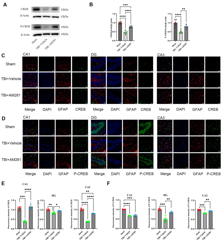 2-AG is involved in regulating GLT-1 expression in astrocytes via the CB1-CREB signal pathway. (A,B): Western blotting analysis of CREB and P-CREB in the hippocampus followed AM281 (n = 6 mice per group). (C,D): Representative immunofluorescent images demonstrating the expression of GFAP (Red), DAPI (Blue), and CREB (Green) (C) or P-CREB (Green) (D) in the CA1, DG, and CA3 of Sham, TBI + AM281, and TBI + Vehicle group on day 1 post-TBI (n = 9 slices from 3 mice per group). (E,F): Quantification of immunofluorescence images in (C,D). Bar = 10 μm. All data were presented with the mean ± SEM. * p < 0.05, ** p < 0.01, *** p < 0.001, **** p < 0.0001.