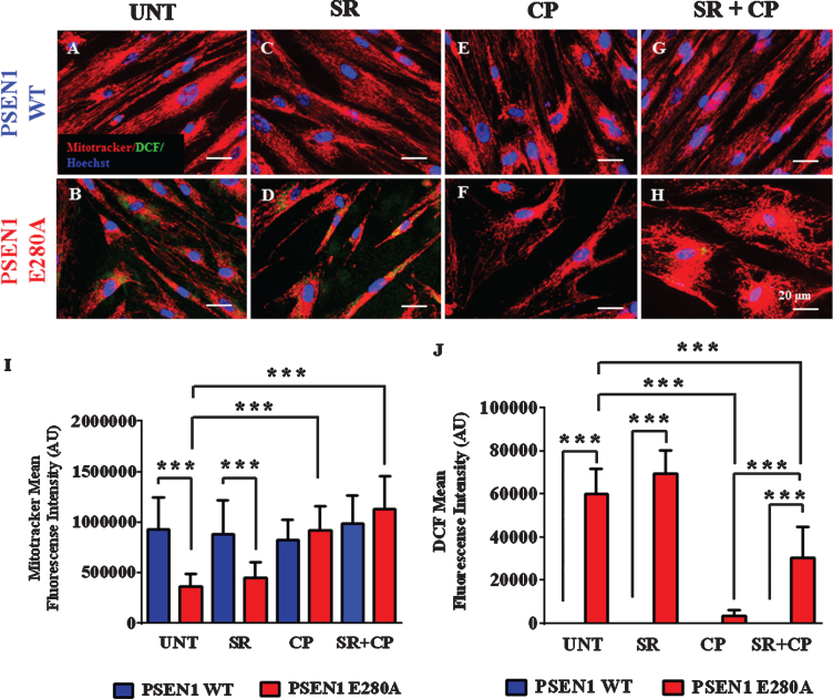 CP55940 augments the Ψm independent of CB1R but reduced the levels of intracellular reactive oxygen species partially dependent on those receptors in PSEN1 E280A ChLNs. After 7 days of transdifferentiation, WT PSEN1 and PSEN1 E280A ChLNs were left untreated or treated with SR, CP, or SR + CP in RCm for 4 days. A-H) Representative MitoTracker/DCF/Hoechst merge pictures of WT PSEN1 and PSEN1 E280A ChLNs treated as described. I) Quantification of MitoTracker fluorescence intensity. J) Quantification of DCF fluorescence intensity. Data are expressed as the mean±SD; *p < 0.05; **p < 0.01; ***p < 0.001. The histograms and figures represent 1 out of 3 independent experiments. Image magnification, 400×.