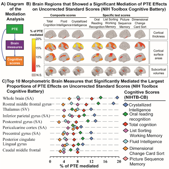 Poorer cognitive scores in the NIH toolbox are associated with PTE effects that were mediated by cortical thickness, surface area and subcortical volumes. (A) Shows a general outline for the mediation analyses that evaluated the proportion of the PTE effect on cognitive measures that was partially mediated by morphometric brain measures. (B) Shows regional mediated effects for each cognitive score in the NIH toolbox that was associated with PTE, presented as percentage of the total PTE effect mediated by morphometric measure (% PTE mediated). All mediation analyses covaried for the youth’s sex, age and race, the parental education, annual family income, prenatal exposures to marijuana and alcohol, hemisphere, and intercranial volume (subcortical volumes) as fixed effects, and ABCD site ID as random effect. We used the false discovery rate approach to correct for multiple comparisons, with significance set at p<0.05. (C) Shows the top 10 morphometric brain measures the explained the largest proportions of the PTE effects on cognitive scores. S.A. = surface area; S.V. = subcortical volume.