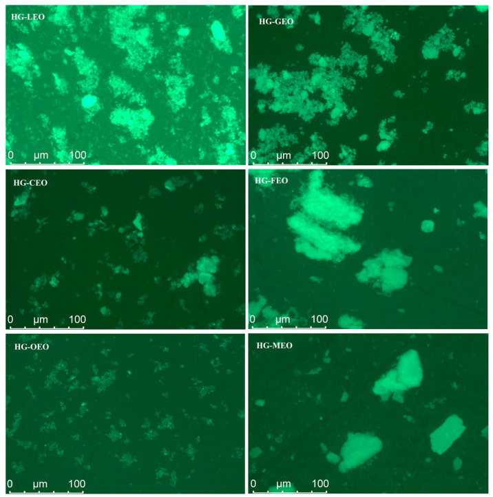 Distribution of essential oil encapsulated in hemp protein isolate (HPI)–gallic acid conjugates. HG: conjugates of hemp protein isolate and gallic acid; LEO: essential oil from lemon; GEO: essential oil from grapefruit; CEO: essential oil from camellia; FEO: essential oil from fragrans; OEO: essential oil from oregano; MEO: essential oil from mustard.