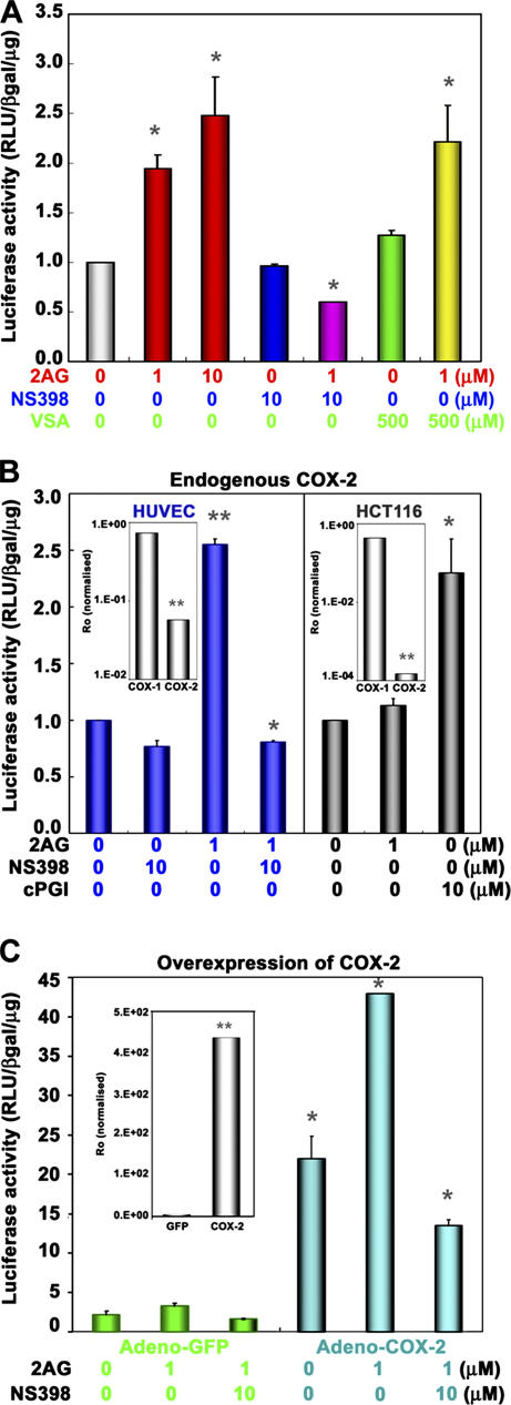 COX–2 activity is required for endocannabinoid-induced PPARδ transcription. (A) HUVECs were transiently transfected with pACO-gLuc as described in Fig. 1. Cells were pretreated with a COX-2–selective inhibitor (NS398; 10 μM) or a COX-1–selective inhibitor (VSA; 500 μM) for 30 min, followed by the addition of 2-AG or DMSO (vehicle) for 16 h (*, P < 0.05, compared with vehicle). (B) Transactivation of the PPRE reporter plasmid in HUVECs (blue), but not in HCT116 (gray), which is a COX-2–null cell line. (B, insets) mRNA levels of COX-1 and -2 in these cells by qRT-PCR (*, P < 0.05; **, P < 0.01, compared with vehicle). (C) Overexpression of COX-2 enhances 2-AG–induced PPARδ transactivation. HUVECs were transduced with either adeno-GFP (green) or adeno–COX-2 virus (blue) treated with 1 μM 2-AG as in Fig. 1, with or without 10 μM NS-398, and PPARδ transcriptional activity was assayed as in Fig. 1. (C, inset) COX-2 mRNA expression (**, P < 0.01, compared with control vector virus, inset *, P < 0.05; compared with vehicle).
