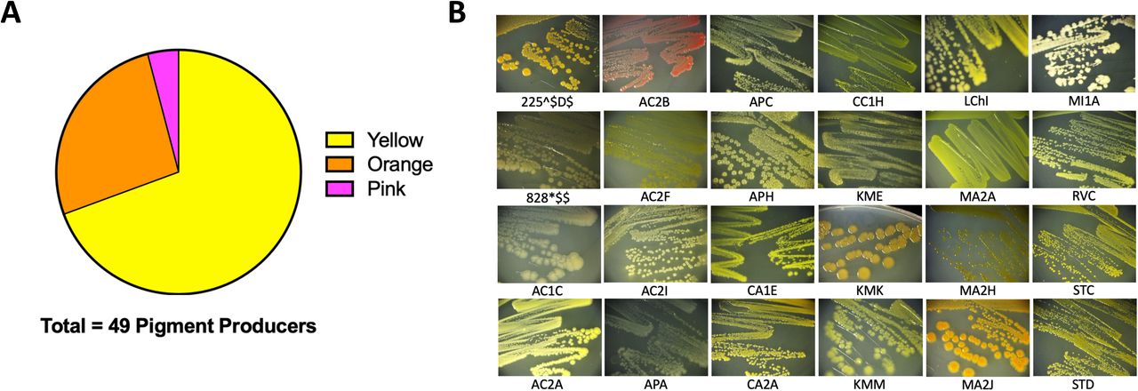Extremophiles produce pigmentPigment production was observed in colonies over seven days. (A) 49/142 colony isolates produce pigments. (B) Sample images of pigmented colonies after seven days of growth on R2 minimal medium agar at 25°C.