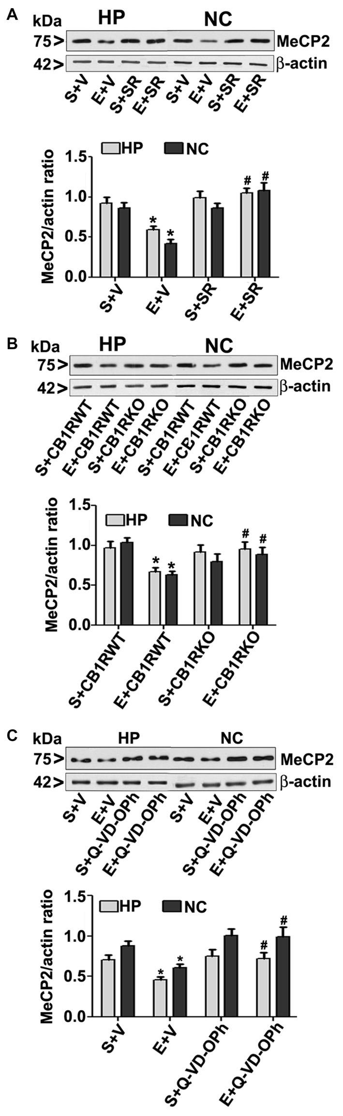 CB1R antagonist (SR141716A) or CB1R knockout (KO) mice or Q-VD-OPh protect against ethanol-mediated loss of MeCP2 proteins. (A) P7 mice were pretreated with SR (1 mg/kg) 30 min before saline or ethanol treatment. MeCP2 proteins from hippocampal (HP) and neocortical (NC) nuclear extracts from the four treatment groups (S + V, E + V, S + SR and E + SR) groups (n = 12 pups/group) were subjected to western blotting. S, saline; E, ethanol. β-actin was used as the protein loading control. (*p < 0.01 vs. S + V; #p < 0.01 vs. E + V). (B) P7 CB1R wild-type (WT) and CB1R KO mice were treated with saline or ethanol. From nuclear extracts of HP and NC, western blot analysis of MeCP2 protein was performed for all the four treatment groups (S + CB1R WT, E + CB1R WT, S + CB1R KO + and E + CB1R KO) groups (n = 12 pups/group). S, saline; E, ethanol. (*p < 0.01 vs. S + CB1RWT; #p < 0.01 vs. E + CB1RWT). (C) P7 mice pre-treated for 30 min with Q-VD-OPh (1 mg/kg) or vehicle were exposed to ethanol for 8 h, and MeCP2 protein levels were examined in nuclear extracts of the HP and NC from saline (S), ethanol (E), S + Q-VD-OPh, or E + Q-VD-OPh groups (n = 12 pups/group) via western blot analysis. β-actin was used as the protein loading control (*p < 0.01 vs. S; #p < 0.01 vs. E. Error bars, SEM (two-way ANOVA with Bonferroni’s post hoc test).