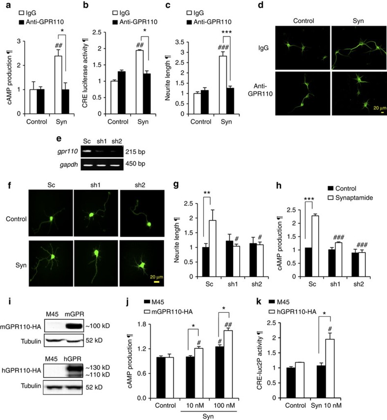 Synaptamide-induced cAMP production and neurite outgrowth affected by GPR110 knockdown, pretreatment with anti-GPR110 antibody or GPR110 overexpression.Cortical neurons were pre-treated with 0.4 μg ml−1 N-terminal targeting anti-GPR110 antibody for 30 min on DIV1 or DIV3, and incubated with 10 nM synaptamide for 48 h or 10 min for the evaluation of neurite outgrowth or cAMP production, respectively. The GPR110 antibody pretreatment abolished synaptamide-induced increases in cAMP (a), CRE activity (b) and MAP2-immunostained neurite outgrowth (c,d). Transfection of cortical cells with GFP-expressing GPR110 shRNAs (sh1 and sh2) performed on day 0 effectively suppressed GPR110 expression on DIV3 (e). shRNA expression prevented synaptamide-induced neurite outgrowth (f,g) and cAMP production (h) while scrambled control RNA (Sc) showed no effects. For cAMP assay, transfected cortical cells were treated with 10 nM synaptamide on DIV3 for 10 min. Neurite outgrowth was evaluated for transfected (GFP-positive) cells after treatment with 10 nM synaptamide on DIV1 for 2 days. Overexpression of HA-tagged mGPR110 in A549 cells or HA-tagged hGPR110 in CRE-luc2P HEK cells for 24 h (i) significantly increased cAMP production after 10 min stimulation with 10–100 nM synaptamide compared with the M45 empty-vector expressing cells (j,k). Data represent three independent experiments. Values are shown as means±s.e.m. of biological triplicates (n=3). *P<0.05, **P<0.01, ***P<0.001, #P<0.05, ##P<0.01, ###P<0.001 by unpaired Student t-test versus the corresponding control. ¶, relative to control. Scale bars, 20 μm (d,f).