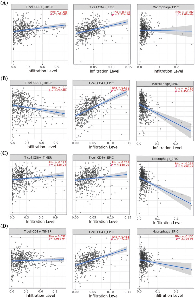 Correlation analysis of MCL1, IGF1R, CCND1, and PTEN hub genes expression with different immune cells (CD8+ T, CD4+ T, and Macrophages) infiltration level. (A) MCL1, (B) IGF1R, (C) CCND1, and (D) PTEN.