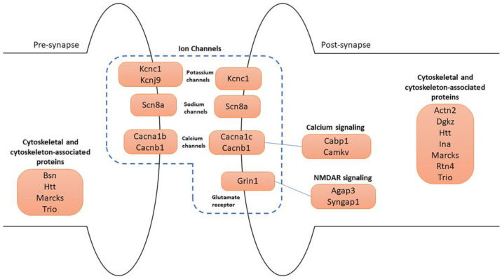 Schematic representation of the main synaptic DEGs. Four major categories of genes are illustrated in pre- and post-synapse: (1) ion channels, which include potassium, sodium, calcium channels, and glutamate receptor; (2) calcium signaling; (3) NMDAR signaling; (4) cytoskeletal and cytoskeleton-associated protein-coding genes.
