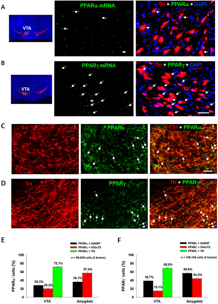 PPARα and PPARγ RNAscope ISH and immunostaining results.A/B Representative RNAscope ISH, illustrating low densities of PPARα (A) and PPARγ (B) mRNA signals detected in TH+ DA neurons in the VTA. C/D Representative images indicating that PPARα- or PPARγ-immunostaining was co-localized with TH-immunostaining in VTA DA neurons. E/F The cell counting data indicate that PPARα and PPARγ are expressed in ~70% of DA neurons in the VTA and in 40–60% of GABA or glutamate neurons in the Amygdala. The scale bar indicates 50 μm. Each bar illustrates the average percentage of cells co-expressing PPARα or PPARγ with one neuronal marker (TH, GAD67 or VGluT2) out of the total number of DA, glutamate or GABA neurons. N = 3 brains with 5–6 slices selected from each brain and 2–4 images taken per region/slice. (see Figs. S1–S6 for PPARα or PPARγ mRNA or immunostaining in other types of neurons in the VTA, NAc and amygdala).