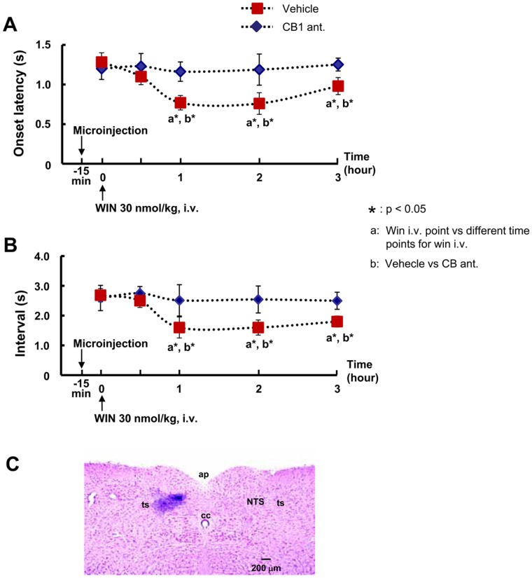 Effect of microinjection of CB1 receptor antagonist (AM 251) into the NTS prior to intravenous infusion of WIN 55,212-2.Microinjection of AM251 blocked the enhancement of the onset latency to the first swallow (A) or the intervals between swallows (B) in the swallowing reflex by WIN 55,212-2 intravenous infusion. Note that the facilitatory effect of WIN 55,212-2 on electrically stimulated swallows was persisted after the microinjection of vehicle in NTS. The photomicrograph of the microinjection site of drugs in the NTS (C). WIN: WIN 55,212-2, CB1 ant.: CB1 receptor antagonist (AM 251).