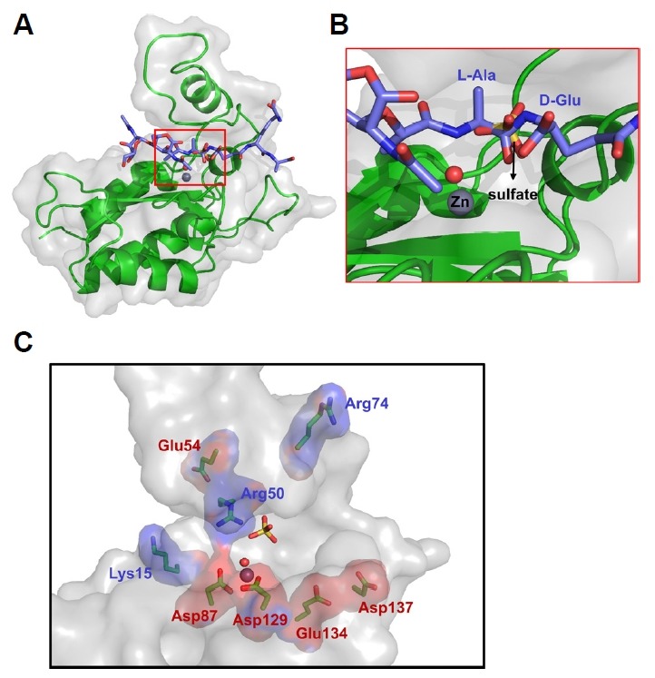 Ligand docking model with GlcNAc-MurNAc-L-Ala-D-Glu-meso-DAP-D-Ala(A) The docking model of the LysB4 EAD with the ligand (GlcNAc-MurNAc-L-Ala-D-Glu-meso-DAP-D-Ala). The LysB4 EAD is shown in the cartoon (green) and surface (gray) representation, and the ligand is shown in the stick model (purple). (B) The carbonyl group of the peptide linkage between L-alanine and D-glutamic acid overlaps with the site of the sulfate ion. The sulfate ion is shown in the stick model (yellow) and the bound water molecule and Zn2+ are shown in a red sphere and a gray sphere, respectively. (C) The basic residues (blue) and acidic residues (red) of the LysB4 EAD around the active cleft. Zn2+ (gray sphere), the water molecule (red sphere), and the sulfate ion (yellow stick model) in the cleft are shown.