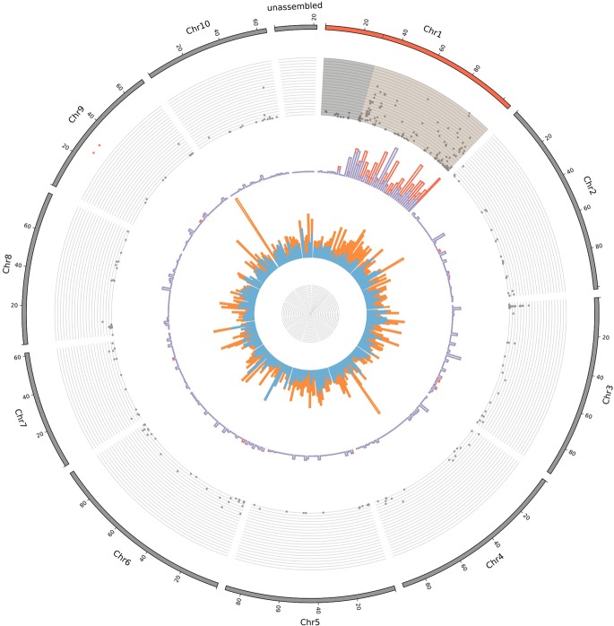 Distribution of the sex-linked and sex-biased genes onto the C. sativa reference genome. From outer to inner rings: (1) Chromosomes from 1 to 10 and unassembled scaffolds of the reference genome (Grassa et al. 2018); (2) X-Y dS values (from 0 to 0.4); (3) proportion of XY-linked genes (in blue) and X-hemizygous genes (in red) in 2-Mb windows; (4) proportion of genes with sex-biased expression in 2-Mb windows: male-biased (light blue), female-biased (orange). THCAS and CBDAS genes found in Grassa et al. (2018) are indicated by two red dots near the outer ring.