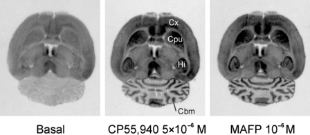 Functional autoradiography reveals wide distribution of CB1R-Gi signalling axis in the central nervous system. The method utilizes the radio-labelled GTP analogue [35S]GTPγS that incorporates into activated heterotrimeric G proteins in cell membrane following stimulation of Gi-coupled receptors, either with exogenous or endogenous agonists (Laitinen 2004). The image on the left depicts basal G protein activity in the absence of added agonists and with tonic adenosine A1 receptor signal occluded. In the middle panel, CB1Rs were stimulated using the potent synthetic cannabinoid agonist CP55,940. The brain regions with activation of CB1R-Gi axis include the caudate putamen (Cpu), the cerebral cortex (Cx), the hippocampus (Hi), and the molecular layer of cerebellum (Cbm), closely matching CB1R distribution pattern obtained by classical receptor autoradiography (Herkenham et al. 1991). In the panel at right, pre-treatment of brain sections with the broad spectrum irreversibly acting serine hydrolase inhibitor methylarachidonylfluorophosphonate (MAFP) results in endogenous 2-arachidonoylglycerol (AG) accumulation and 2-AG-dependent CB1R activity throughout the CB1R-responsive brain regions. Previous studies (Palomäki et al. 2007) have demonstrated that (1) the responses to CP55,940 and MAFP are fully blocked by the CB1R-selective antagonist AM251, (2) the MAFP response is not mimicked by selective inhibitor of fatty acid amide hydrolase, ruling our any contribution of AEA, (3) MAFP does not directly activate CB1Rs and 4) MS–GC analysis indicated elevated 2-AG levels in MAFP-treated sections.