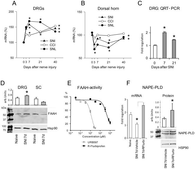 Expression and activity of fatty acid amide hydrolase (FAAH) and NAPE-PLD in DRGs and spinal cord after nerve injury. a, b Time course of FAAH mRNA levels in the L5 DRGs and the dorsal horn of the lumbar spinal cord ipsi lateral to a sciatic nerve lesion in three different models of neuropathic pain, i.e. the spared nerve injury, SNI, the chronic constriction injury, CCI and the spinal nerve ligation, SNL analyzed by Affymetrix U34 microarray in triplicate. Pooled samples of three animals each were used. The asterisks indicate statistically significant results with P<0.05. c Results were confirmed in the SNI model in mice by quantitative RT-PCR and d protein analysis in Western Blots. e Concentration dependent in vitro inhibition of recombinant FAAH by R-flurbiprofen and the FAAH specific inhibitor URB597 f QRT-PCR and Western Blot analysis of NAPE-PLD mRNA and protein expression in DRGs 7 days after SNI and treatment with R-flurbiprofen 4.5 mg/kg twice daily or vehicle. For QRT-PCR and Western Blot analysis pooled samples of each 3 mice were used and two independent experiments were performed. Mice were treated with 4.5 mg/kg R-flurbiprofen or vehicle twice daily (representative images; n = 6 per group).