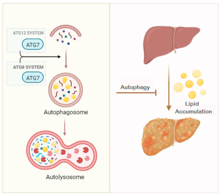 Role of ATG7 in autophagy process and in the context of metabolic-associated fatty liver (NAFLD) progression. ATG, autophagy-related gene protein.