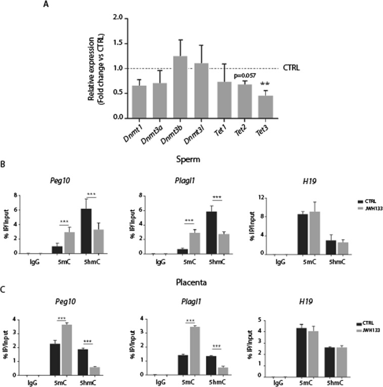 Altered DNA methylation and hydroxymethylation levels in sperm from JWH-133 exposed males and in the placenta of their progeny. (A) Histogram reporting gene expression analysis of the DNA methyltransferases (Dnmts) and Tet hydroxylase performed by RT-qPCR on sperm RNA from JWH-133 exposed males (n = 6) with respect to controls (n = 6) that is set as 1 (Dnmt1: 1 ± 0.19; Dnmt3a: 1 ± 0.27; Dnmt3b: 1 ± 0.15; Dnmt3l: 1 ± 0.52; Tet1: 1 ± 0.41; Tet2: 1 ± 0.11; Tet3: 1 ± 0.09). b-Actin is used as reference gene. (B) MeDIP/hMeDIP analysis performed on pooled DNA obtained from sperm of six JWH-133 exposed males and six controls showing the enrichment of 5mC and 5hmC on imprinted genes. (C) MeDIP/hMeDIP analysis performed on pooled DNA obtained from placentas (n = 6) of three females crossed with JWH-133 exposed or control males. IgGs are used as controls and data obtained are shown as percentage of input DNA. Selected imprinted genes are Peg10 and Plagl1, paternally expressed and H19, maternally expressed. Results are reported as mean ± SD and statistical significance was obtained by Student’s t-Test; (**p < 0.01;***p < 0.001).