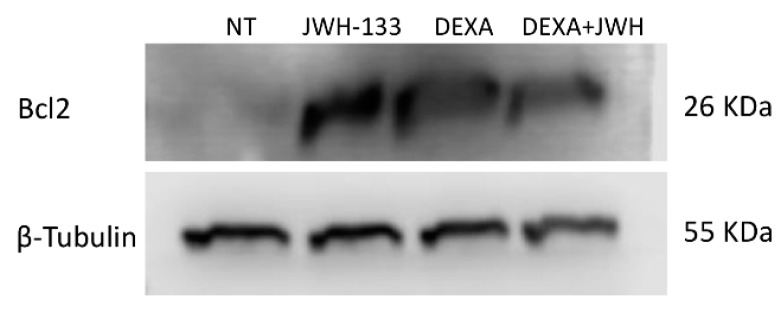 Bcl2 protein density in MSCs from two ITP patients was determined by Western blotting, starting from 15 μg of total lysates and after 24 h exposure to JWH-133 (2.5 µM) and Dexa (100 nM) alone and in combination. The most representative image is displayed. The proteins were detected using Image Studio Digits software. The intensity ratios of immunoblots compared to NT, taken as 1 (arbitrary unit), were quantified after normalizing with respective loading controls for the housekeeping protein β-tubulin and are shown in Table 4B.