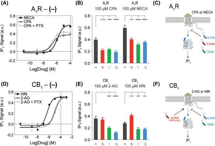 Gαq and Gαi peptides inhibit signaling through Gq. A, IP1 dose‐response curve of A1R agonists, CPA (gray lines) (representative curves from N = 2 independent biological replicates composed of ≥3 technical repeats each) and NECA (black line) (N = 3 technical repeats), with A1R‐no‐pep (−) sensor. IP1 levels shown in the absence (dark gray line) and presence (light gray line) of pertussis toxin (PTX) treatment. 100 μmol/L CPA or NECA stimulate IP1 (A, blue dashed line). B, IP1 signal from A1R after stimulation by 100 μmol/L CPA (left) (N = 3 independent biological replicates) or NECA (right) (N = 4 independent biological replicates) in the presence of different Gα C‐terminal peptides compared to no‐pep (−) control. c, summary of Gα peptide influence on Gq signaling and IP1 production in A1R. D, IP1 dose‐response curve of CB1 agonists, 2‐AG (gray lines) (N = 5 independent biological replicates) and WN (black line) (N = 4 independent biological replicates), with CB1‐no‐pep (−) sensor. IP1 levels shown in the absence (dark gray line) and presence (light gray line) of pertussis toxin (PTX) treatment. 100 μmol/L 2‐AG or WN stimulate IP1 (D, blue dashed line). E, IP1 signal from CB1 Gα C‐terminal peptide sensors after stimulation by 100 μmol/L 2‐AG (left) or WN (right) compared to no‐pep (−) control (N = 3 technical repeats). F, summary of Gα peptide influence on Gq signaling and IP1 production in CB1. Results are expressed as mean ± SE. ****P < .0001; ***P < .001; **P < .01