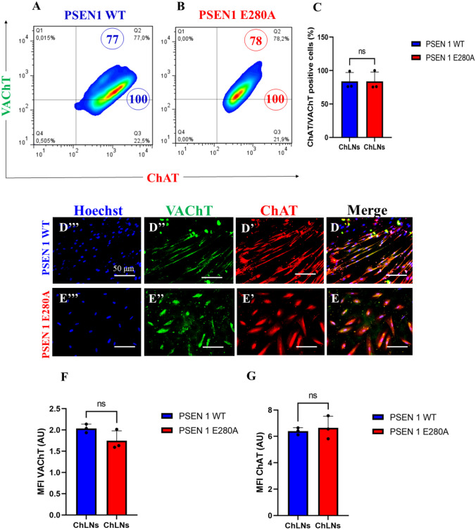 Wild type (WT) and PSEN 1 E280A Warthon Jelly’s Mesenchymal Stromal Cells (WJ MSCs)-derived Cholinergic-Like cells (ChLNs) show typical markers of cholinergic lineage. WT PSEN1 and PSEN1 E280A MenSCs Warthon Jelly’s Mesenchymal Stromal Cells (WJ MSCs) were cultured in a cholinergic differentiation medium as described in the Materials and Methods section for 7 days. Cells were double stained with primary antibodies against the cholinergic lineage proteins vacuole acetylcholine transporter (VAChT) and cholinergic acetylcholine transferase (ChAT). Representative flow cytometry density plots showing A VAChT + / ChAT + PSEN1 WT ChLNs, B VAChT + / ChAT + PSEN1 E280A ChLNs. C Percentage of VAChT- and ChAT-positive cells in WT PSEN1 and PSEN1 E280A ChLNs. Representative fluorescence microscopy photographs showing D merge image of D’ ChAT, D” VAChT, and D’’’ Hoechst WT PSEN1 ChLNs; E merge image of E’ ChAT, E” VAChT, and E’’’ Hoechst PSEN1 E280A ChLNs. Positive blue fluorescence reflects nuclei, positive red fluorescence reflects the presence of ChAT, positive green fluorescence reflects the presence of VAChT protein. F Mean fluorescence intensity (MFI) of VAChT. G Mean fluorescence intensity (MFI) of ChAT. The data are presented as the mean ± SD of three independent experiments (n = 3). The figures represent 1 out of 3 independent experiments. One-way ANOVA followed by Tukey’s test; n.s. = no statistically significance. Image magnification, 200×