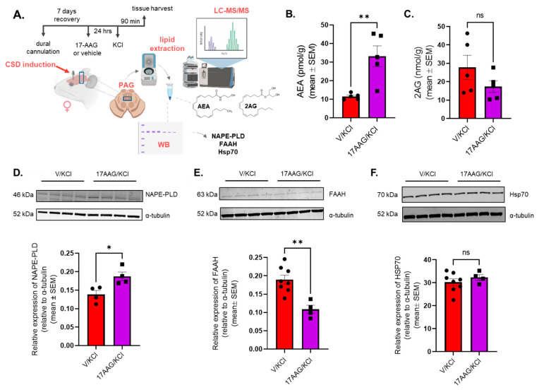 Hsp90 inhibition increased the level of AEA and coordinately regulated NAPE-PLD and FAAH expression in PAG after CSD induction. Female Sprague Dawley rats had dural cannulas implanted. After 7 days of recovery, 5 µL of 17-AAG (0.5 nmol) or vehicle (1% DMSO in saline) was injected on the dura mater. After 24 h, KCl (1M) was administered cortically via dural canula to all animals. PAG samples were harvested 90 min after KCl injection. The samples were subjected to lipid extraction for LC-MS to measure endocannabinoids. A separate set of animals were used for Western blot to detect NAPE-PLD, FAAH, and Hsp70 expression. (A) Panel shows the outline of the experimental protocol. (B) A significant increase in AEA levels was detected in PAG samples treated with 17-AAG + KCl compared to vehicle + KCl control, as assessed by unpaired t-test, ** p < 0.01. Values are mean ± SEM (n = 5/condition). (C) 2-AG levels were not significantly different between vehicle + KCl vs. 17-AAG + KCl groups as assessed by unpaired t-test. ns= non-significant. Values are mean ± SEM (n = 5/condition). (D) Representative images of Western immunoblotting detecting NAPE-PLD and α-tubulin as loading control in PAG samples. A significant increase in NAPE-PLD expression was detected in PAG samples of 17-AAG + KCl group compared to vehicle + KCl, as assessed by unpaired t-test, * p < 0.05. Values are mean ± SEM, relative to the expression of α-tubulin (n = 4/group). (E) Representative images showing the expression of FAAH and α-tubulin as loading control in PAG samples. The pretreatment of 17-AAG caused a significant reduction in FAAH expression in PAG samples compared to vehicle + KCl, as assessed by unpaired t-test, ** p < 0.01. Values are mean ± SEM, relative to the expression of α-tubulin (n = 4–8/group). (F) Representative images of Western immunoblotting detecting Hsp70 and α-tubulin as loading control in PAG samples. No significant difference was observed between vehicle + KCl vs. 17-AAG + KCl, as assessed by unpaired t-test. ns = non-significant. Values are mean ± SEM, relative to the expression of α-tubulin (n = 4–8/group).