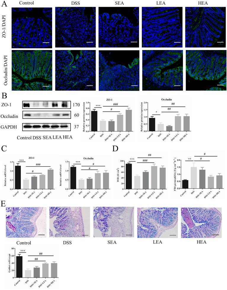 EA improved the integrity of the intestinal barrier. A The distribution of ZO-1, and Occludin in colonic tissues. Scale bar = 100 μm. B The protein levels of colonic ZO-1 and Occludin. C The mRNA expression of colonic ZO-1 and Occludin. D Transepithelial resistance and FD4 permeability in the colon. E The number of goblet cells in the colon. (N = 6 mice per group, *P < 0.05, **P < 0.01, ***P < 0.001 vs. control group; #P < 0.05, ##P < 0.01, ###P < 0.001 vs. the DSS group)