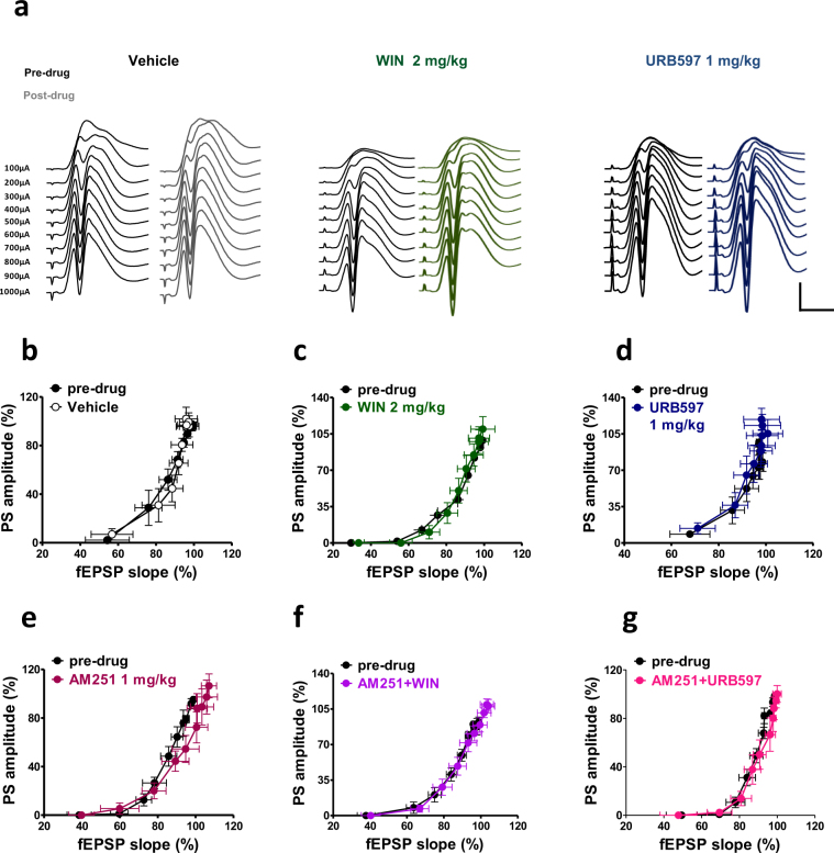 Effects of peripheral administration of cannabinoid compounds on the basal synaptic activity and cellular excitability of dentate granular cells to perforant path (PP) stimulation with increasing stimulation strength. (a) Representative DG field potential responses obtained with stimulation intensities ranging from 100 through 1000 μA, recorded in naïve (pre drug) condition and after the administration of vehicle, WIN and URB597. Scale bar = 2 mV and 5 ms. Graphs were obtained by plotting fEPSP slope against PS amplitude for each stimulus strength in pre-drug condition and after drug administration. WIN, URB597 and AM251 did not affect the fEPSP slope and PS amplitude recorded in naïve rats (b–g).