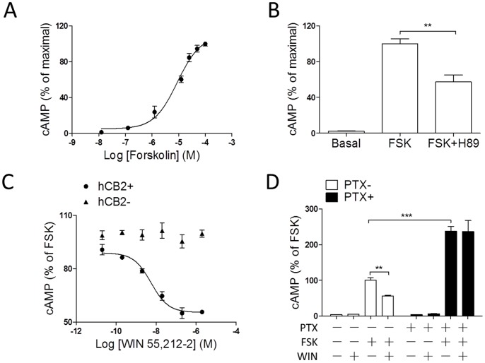 Agonist-induced inhibition of adenylyl cyclase in cells expressing the human CB2 receptor.(A) Characterization of cAMP signaling using CRE-luciferase assay. HEK293 cells transiently transfected with CRE-Luciferase were stimulated with various concentration of forskolin for 4 h. The CRE-driven luciferase activity obtained at 10−4 M forskolin stimulation was normalized to 100% value. (B) Effects of PKA inhibitor H89 (10 µM) on blockage of CRE-Luciferase activation induced by forskolin. HEK293 cells transiently expressing CRE-luciferase were pretreated with inhibitor for 1 h and stimulated with 10 µM forskolin for 4 h. The CRE-driven luciferase activity obtained at 10 µM forskolin stimulation was normalized to 100% value. (C) Dose-dependent curve of WIN55,212-2-mediated inhibition of forskolin-induced cAMP elevation. Cells transiently expressing CB2 receptor were incubated with 10 µM forskolin or 10 µM forskolin plus WIN55,212-2 (various concentrations) for 4 h. (D) Effects of PTX on cAMP accumulation of stable cell line HEK293-CB2 cells. Cells were seeded for 24 h prior to the addition of toxins. PTX (100 ng/ml) was added to the cells in FBS-free medium and cells were incubated for another 12 h. Cells were then incubated with 10 µM forskolin or 1 µM WIN55,212-2 plus 10 µM forskolin for 4 h. Data are expressed as the percent cAMP activity over forskolin. cAMP measurements were carried out as described in the Materials and Methods. Data are expressed as the mean ± SEM and are representative of three independent experiments. **p<0.01; ***p<0.001.