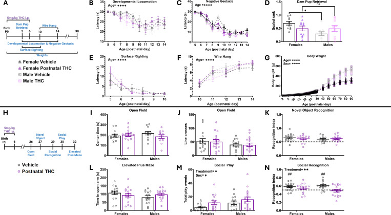 Postnatal THC exposure increases social play and decreases social recognition but does not broadly effect development milestones or other nonsocial behaviorsBars represent the mean ± SEM, open circles represent individual data points for each animal.A. Schematic showing treatment paradigm, timeline, and legend for B-G.B. Quantification of the latency to locomote. Repeated measures three-way ANOVA revealed no effect of sex, data was then collapsed. Repeated measures two-way ANOVA showed decrease in latency to locomote as animals aged (F (6.176, 382.9) = 12.12; P<0.0001) and no effect of treatment on latency. n=17–18 rats per sex per treatment. ****P < 0.0001C. Quantification of the latency to respond to gravitational cues. Repeated measures three-way ANOVA showed no effect of sex, data was then collapsed. Repeated measures two-way ANOVA showed decrease in latency to respond to gravitational cues as animals aged (F (4.896, 181.2) = 75.32; P<0.0001) and no effect of treatment on latency. n=17– 8 rats per sex per treatment. ****P < 0.0001D. Quantification of dam latency to retrieve pups. Repeated measures two-way ANOVA showed sex x treatment interaction (F (1, 35) = 4.882; P=0.0338). Bonferroni post hoc comparison between groups. n=9–11 rats per sex per treatment. *P < 0.05E. Quantification of the latency to surface right. Repeated measures three-way ANOVA showed no effect of sex, data was then collapsed. Repeated measures two-way ANOVA showed decrease in latency to surface right as pups aged (F (2.027, 74.99) = 17.60; P<0.0001) and no effect of treatment on latency. n=17–18 rats per sex per treatment. ****P < 0.0001F. Quantification of the latency to fall from a hanging wire. Repeated measures three-way ANOVA showed no effect of sex, data was then collapsed. Repeated measures two-way ANOVA showed increased latency to fall from a hanging wire as pups aged (F (3.544, 219.7) = 31.29; P<0.0001) and no effect of treatment on latency. n=17–18 rats per sex per treatment. ****P < 0.0001G. Quantification of body weight, individual animal data points shown with mean line displayed due to overlapping averages. Mixed-effects analysis showed a main effect of sex (F (1, 60) = 246.9; P <0.0001) so analysis was repeated as two-way repeated measures ANOVAs to assess the effect of treatment separately in male and female rats. Mixed-effects analysis of females showed an increase in weight across age (F (1.782, 52.47) = 2676; P <0.0001) with no effect of treatment on weight. Mixed-effects analysis of males showed an increase in weight across age (F (1.442, 41.82) = 3142; P <0.0001) with no effect of treatment on weight. n=9–12 rats per sex per treatment. ****P < 0.0001H. Schematic showing treatment paradigm, timeline, and legend for I-N.I. Quantification of open field center time. Two-way ANOVA showed no interaction or main effects of sex or treatment. n=11–14 rats per sex per treatment.J. Quantification of open field line crosses. Two-way ANOVA showed no interaction or main effects of sex or treatment. n=11–14 rats per sex per treatment.K. Quantification of recognition index during novel object recognition. Two-way ANOVA showed no interaction or main effects of sex or treatment. n=12–16 rats per sex per treatment. Horizontal dashed line indicates recognition index of 0.5L. Quantification of the effect of postnatal THC on time spent in open arm of elevated plus maze. Two-way ANOVA showed no interaction or main effects of sex or treatment. n=15–17 rats per sex per treatment.M. Quantification of the total number of play events. Two-way ANOVA showed main effect of sex with males playing more than females (F (1, 59) = 4.424; P=0.0397) and a main effect of treatment with THC exposure increasing play (F (1, 59) = 4.807; P=0.0323). n=15–17 rats per sex per treatment. *P < 0.05N. Quantification of the recognition index score. Two-way ANOVA showed main effect of treatment with THC exposure decreasing recognition index (F (1, 60) = 8.024; P=0.0063). **P < 0.01. One sample t-test against a hypothetical value of 0.5 of vehicle treated females (t=3.312, P=0.0047), THC treated males (t=1.485, P=0.1584), vehicle treated males (t=3.944, P=0.0015), and THC treated males (t=0.6330, P=0.5357). ##P < 0.01. n=15–17 rats per sex per treatment. Horizontal dashed line indicates recognition index of 0.5