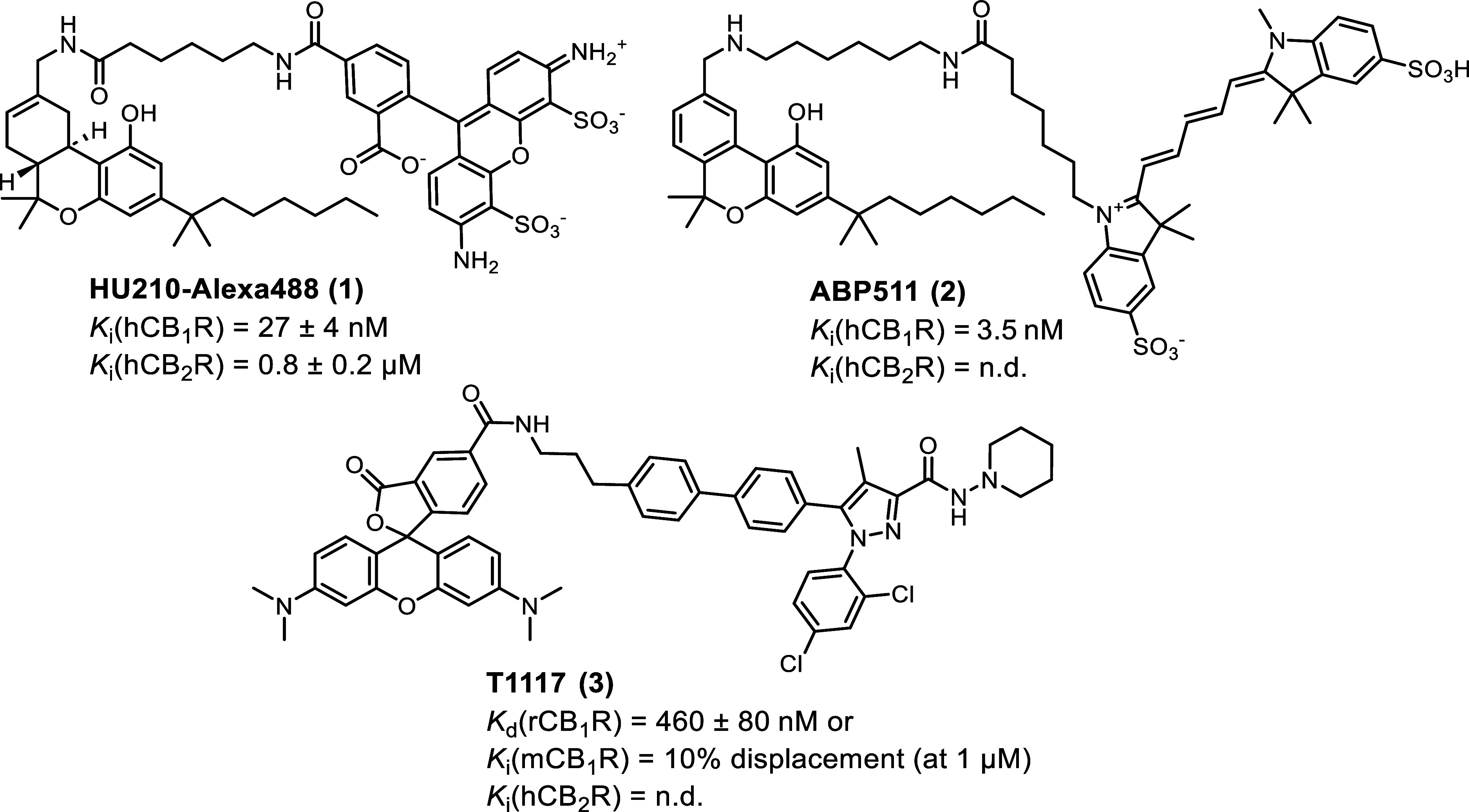 Structures of selected small molecule CB1R fluorescent probes.30,36,37,39