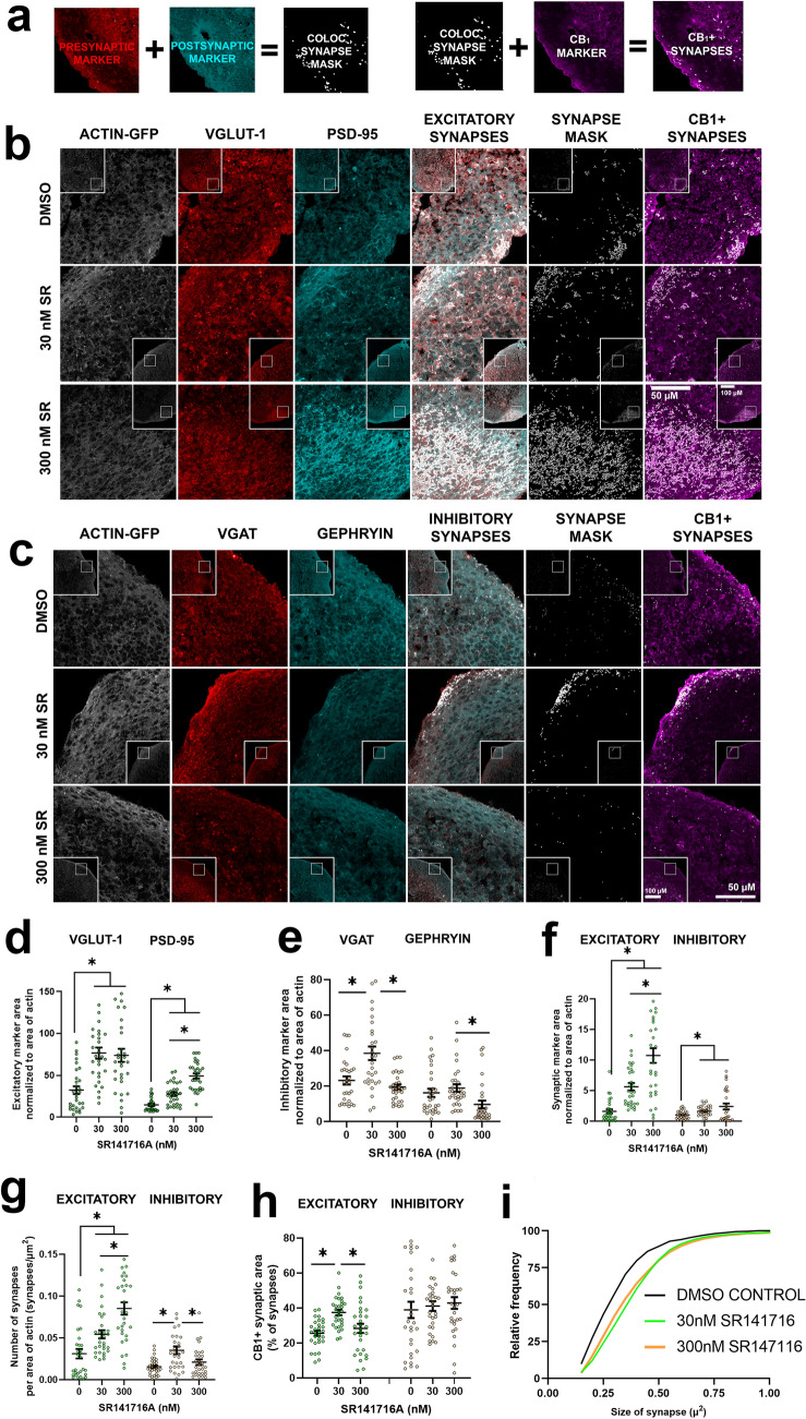 CB1 antagonist SR141716A (SR) increases excitatory synaptogenesis in a cortical spheroid model of human brain development. (a) Work flow of synapse analysis. (b) Representative confocal images of cortical spheroids stained with excitatory presynaptic marker VGLUT1 and excitatory postsynaptic marker PSD95. (c) Representative confocal images of cortical spheroids stained with inhibitory presynaptic marker VGAT and inhibitory postsynaptic marker gephyrin. All cortical spheroids endogenously express GFP-linked β-actin (ACTIN-GFP). This was used as the internal control for synaptic area measurements. (d) Excitatory presynaptic (VGLUT1) and postsynaptic (PSD95) area after SR treatment. Both high and low doses of SR increased VGLUT1 area compared to vehicle control (0 vs 30 and 0 vs 300: p = 0.0001). SR increased PSD95 area in a dose dependent manner (30 vs 300: p = 0.0001). (e) Box plot of inhibitory presynaptic (VGAT) and postsynaptic (gephyrin) area after SR treatment. The low dose but not the high dose of SR increased VGAT area (0 vs 30: p = 0.0035). (f) SR increases excitatory synapse area in a dose dependent manner (30 vs 300: p = < 0.0001). SR also increased inhibitory synapse area when compared to control (0 vs 30: p = 0.0121, 0 vs 300: p = 0.0301) (g) SR increases the number of excitatory synapses in a dose dependent manner (30 vs 300: p = 0.0030) and increases the number of inhibitory synapses at the low dose when compared to vehicle control (0 vs 30: p = 0.0011). (h) SR increases the area of CB1-positive excitatory synapses at the low dose when compared to vehicle control (0 vs 30: p = 0.0001) but has no effect on the ratio of CB1-positive inhibitory synapses. (i) Cumulative distribution plot of individual excitatory synapse size after treatment with SR. Analyzed by Kolmogorov–Smirnov tests. Data from graphs d-h was analyzed by ordinary one-way ANOVA with multiple comparisons. Data represented as mean ± SEM. n = 90 areas analyzed per dose group. Significance (*) defined as p < 0.05.