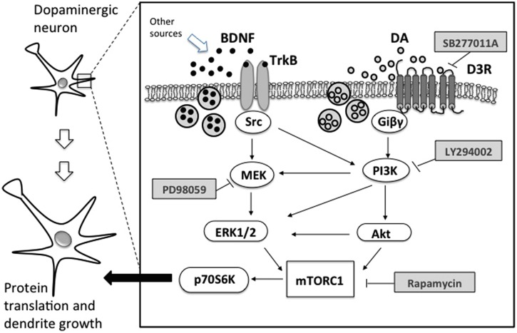 Schematic representation of relevant intracellular pathways of BDNF and dopamine dependent structural plasticity in dopaminergic neurons. TrkB, tropomyosin-related kinase B; Src, proto-oncogene tyrosine protein kinase; MEK, mitogen-activated protein kinase; ERK1/2, extracellular signal-regulated kinase; D3R, dopamine D3 receptor; Giβγ, G protein; PI3K, phosphatidylinositol 3-kinase; Akt, serine threonine kinase or protein kinase B; mTORC1, mammalian target of rapamycin complex 1; p70S6K, p70 ribosomal S6 protein kinase; PD98059, MEK inhibitor; LY294002, PI3K inhibitor; rapamycin, mTORC1 inhibitor; SB277011A, selective D3R inhibitor.