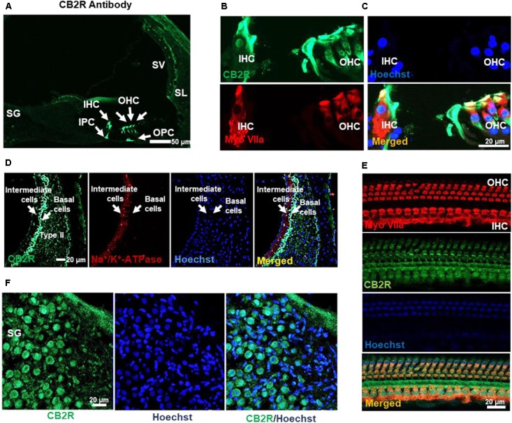 Distribution of the CB2R in the rat cochlea. (A) Immunolabeling of mid-modiolar cochlear sections with CB2R antibody shows labeling of cells in the organ of Corti (green). Labeling was observed in the outer hair cells (OHC), inner hair cells (IHC), inner pillar cell (IPC), and outer pillar cell (OPC). (B) Co-labeling of the organ of Corti with antibodies for CB2R (green) and myosin VIIa (red) showed co-localization of these proteins in the OHC and IHC. (C) Staining of CB2R was also observed in the intermediate and basal cells of the SV and type II fibrocytes in SL. CB2R (green) showed some overlap with Na+/K+-ATPase α1 subunit (red) in the SV. (D) CB2R was localized to the plasma membranes of SG. Approximately 60% of cells in this section were stained with both CB2R (green) and Hoechst (blue). (E) Co-labeling of CB2R and myosin VIIa in OHCs and IHCs in whole mount preparations of the organ of Corti shows that distribution of CB2R (green) is more widespread than that of myosin VIIa (red). Hoechst was used as a nuclear stain (blue) in (B–E). Studies reported here were repeated in at least three different animals and similar results were obtained.