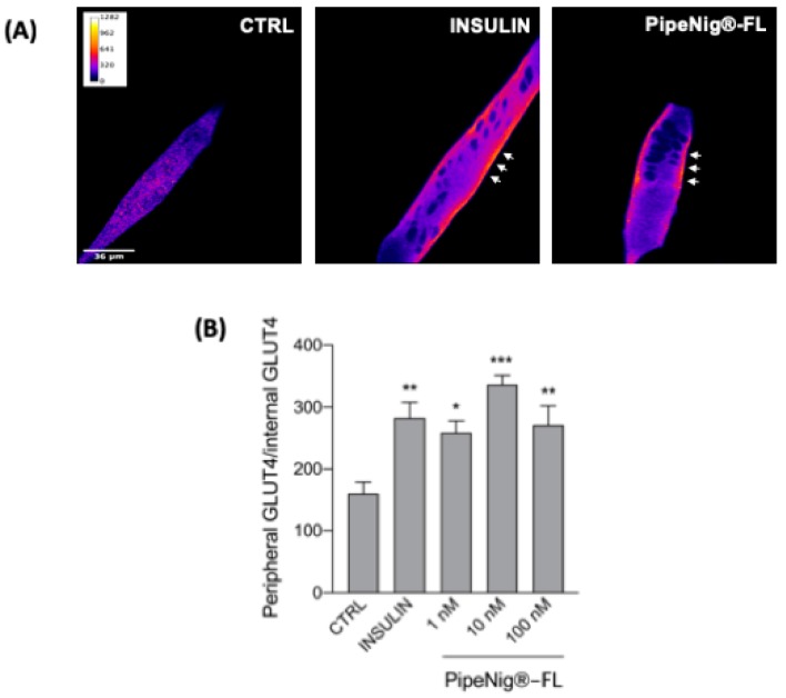 PipeNig®-FL induces GLUT4 translocation to the plasma membrane. (A) Confocal images of a representative experiment of GLUT4 immunofluorescence staining. After PipeNig®-FL stimulation (1–10–100 nM) the fluorescent signal is clearly localized to the peripheral plasmalemma, thus suggesting the GLUT4 translocation. Images are presented in pseudocolor (LUT = fire) to better show the fluorescence intensity variations. Insulin (25 nM) was used as a positive control. Scale bar 36 µm. (B) Bar graph representing the ratio peripheral vs. internal GLUT4 fluorescence intensity. Data are represented as the mean ± SEM of three independent experiments. * p < 0.05; ** p < 0.01; *** p < 0,001 vs. control.