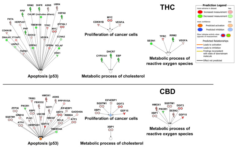 Pathway and function analysis of THC vs. CBD treatment induced differentially expressed genes in cancer. Differentially expressed genes in cancer cells treated with THC (Table S2) or CBD (Table S1) were analyzed for their contribution to common cellular functions in cancer using IPA (Qiagen). Genes identified by the IPA database as members of the “apoptosis”, “proliferation of cancer cells”, “metabolic process of cholesterol”, or “metabolic process of reactive oxygen species” pathways are shown for THC (top) and CBD (bottom).