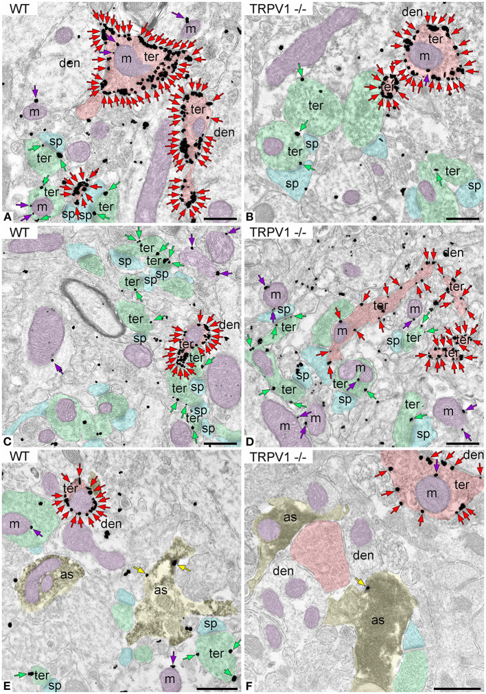 CB1R localization in the outer 2/3 ML of WT and TRPV1−/− mice. Pre-embedding immunogold method for electron microscopy. CB1R immunoparticles (arrows) are localized to inhibitory terminals (ter, red arrows, red shading), excitatory terminals (ter, green arrows, green shading), and mitochondrial outer membranes (m, purple arrows, purple shading) in WT (A,C) and TRPV1−/− (B,D). CB1R particles are also on membranes of GFAP positive astrocytic processes (as, yellow arrows, yellow shading) in WT (E) and TRPV1−/− (F). Combined pre-embedding immunoperoxidase and immunogold method. sp, dendritic spine; den, dendrite; Scale bars: 0.5 μm.