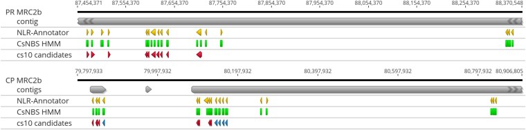 NLR predictions from NLR-Annotator (yellow), the CsNBS HMM (green), and the cs10 reference (red) found in the contigs (grey) that constitute MRC2b in Punto Rojo (top) and Cherry Pie (bottom). In the cs10 track for CP, the 5 homologs of XM030648577.1 are marked in blue, and the best match is at left.
