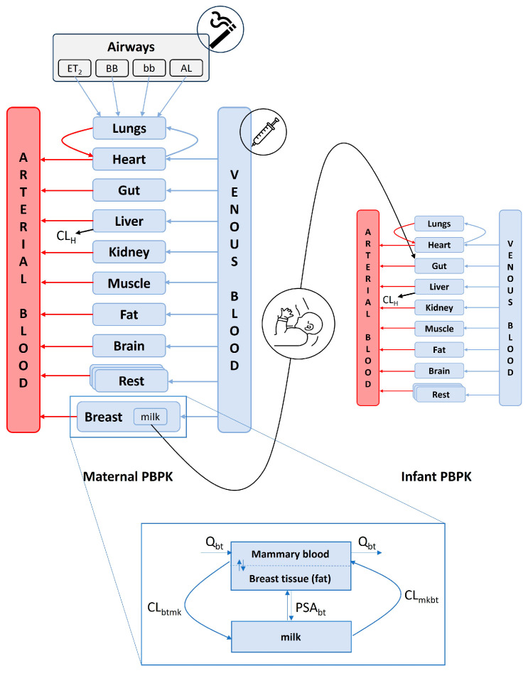 Schematics of the maternal and infant PBPK model structure, highlighting modes of drug input, distribution, and elimination. ET2, extrathoracic (excluding the nose); BB, bronchial; bb, bronchiolar; and AL, alveolar region; CLH, hepatic clearance; Qbt, blood flow to the breast; CLbtmk, drug clearance from the breast into milk; CLmkbt, drug clearance from milk into the breast.