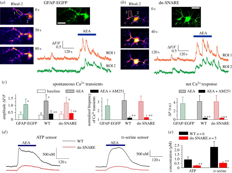 Cannabinoid receptors activate astrocytic Ca2+-signalling and release of gliotransmitters. (a–c) Ca2+-signalling activated by the bath application of 500 nM of anandamide (AEA) to neocortical slices. (a,b) Representative multi-photon images of EGFP fluorescence and pseudo-colour images of Rhod-2 fluorescence recorded in the astrocytes from GFAP-EGFP (a) and dn-SNARE (b) mice during AEA application at the times indicated. Scale bars, 10 μm. Graphs below show the time course of Rhod-2 fluorescence averaged over regions indicated in the fluorescence image. Note the marked spontaneous elevations in the Ca2+ level, which were enhanced by application of AEA. (c) The pooled data on peak amplitude and frequency of spontaneous Ca2+ transients and the net response to AEA recorded in astrocytes of different mouse strains in control and in the presence of CB1 receptor antagonist AM251 (1 μM). Data shown as mean ± s.d. for six cells in control (for each strain) and five cells under AM251 (WT and dn-SNARE). Frequency of spontaneous transients (middle graph) was measured within 3 min after application of AEA and was normalized to baseline value. Net response was evaluated as an integral Ca2+ signal measured during 3 min after AEA application, averaged over the whole cell image and normalized to the integral Ca2+ signal measured during 3 min before AEA application. Single asterisk (*) indicates statistical significance of effect of AEA on the peak amplitude of Ca2+ transients, and double asterisks (**) indicate significance of inhibitory effect of AM251; p < 0.01 given by t-test in both cases. (d,e) AEA-activated release of ATP and d-serine in the neocortex in situ was detected using microelectrode sensors. (d) The representative responses of cortical slices of WT and dn-SNARE mice to the application of 500 nM AEA were recorded using microelectrode sensors to ATP and d-serine placed in the layer II/III (see Material and methods). The data are shown as an elevation relative to the resting concentration. (e) The pooled data on the peak magnitude of ATP and d-serine transients evoked by application of AEA; data shown as mean ± s.d. for number of experiments indicated. Double asterisks (**) indicate statistical significance of difference in the magnitude of ATP and d-serine responses between WT and dn-SNARE mice, p < 0.01 (t-test). The significant reduction in the AEA-evoked responses in the cortical slices from dn-SNARE mice strongly supports the vesicular mechanism of ATP and d-serine release from astrocytes. (Online version in colour.)