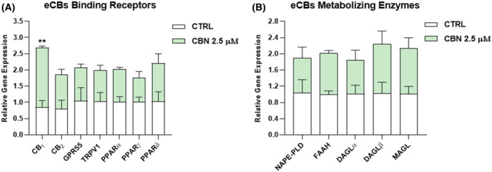 Gene expression of (A) eCB‐binding receptors (CB1, CB2, GPR55, TRPV1, and PPARα/γ/δ) and (B) eCBs metabolic enzymes (NAPE‐PLD, FAAH, DAGLα/β, and MAGL) in HaCaT cells following 24 h treatment with 2.5 μM CBN. The values were expressed as 2(−ΔΔCt) and normalized to β‐actin and GAPDH as housekeeping genes. Data are the mean ± SEM of three independent experiments (n = 3). Statistical analysis was performed using a multiple t‐test, followed by the correction with the Bonferroni–Dunn method (**p < 0.01 vs. control).