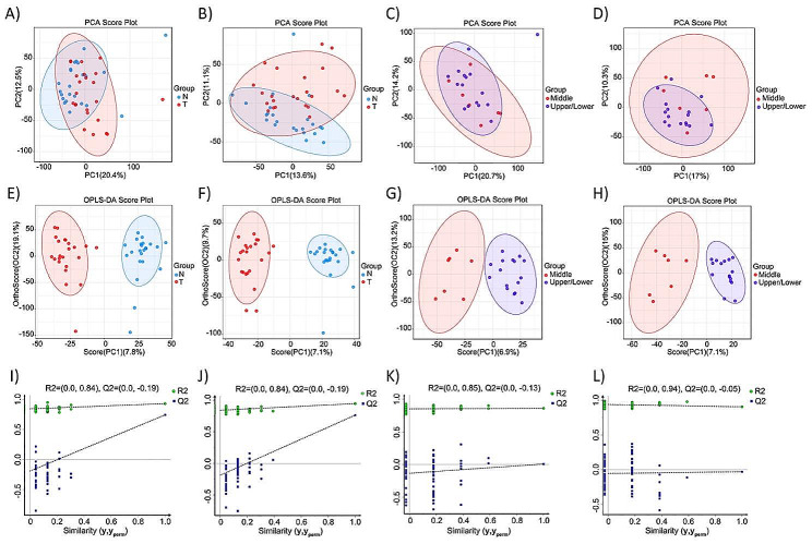 Multivariate statistical analysis of metabolites. PCA scores plot for metabolomics between two groups. (A) T vs. N (Positive mode). (B) T vs. N (Negative mode). (C) Middle vs. Upper/Lower (Positive mode). (D) Middle vs. Upper/Lower (Negative mode). Applying OPLS-DA Analysis to evaluate the discriminant ability of the model. OPLS-DA score chart between two groups. (E) T vs. N (Positive mode). (F) T vs. N (Negative mode). (G) Middle vs. Upper/Lower (Positive mode). (H) Middle vs. Upper/Lower (Negative mode). Permutation tests for the OPLS-DA models. (I) T vs. N (Positive mode). (J) T vs. N (Negative mode). (K) Middle vs. Upper/Lower (Positive mode). (L) Middle vs. Upper/Lower (Negative mode). T, gastric cancer tissues; N, normal tissues; Middle, gastric cancer tissues located in middle third stomach; Upper/Lower, gastric cancer tissues located in upper/lower third stomach; vs., versus
