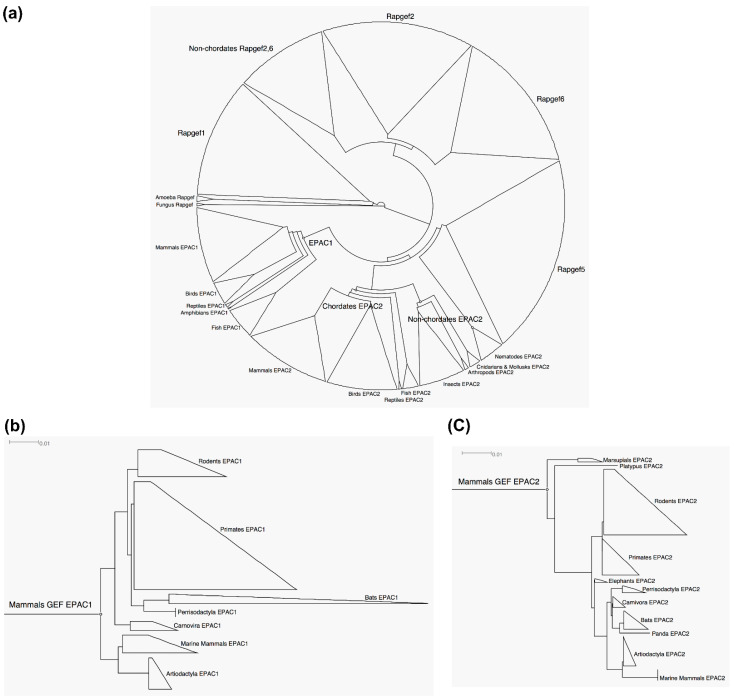 Phylogenetic analyses of the GEF of RAPGEF1-6. (a) Unrooted cladogram of the GEF of RAPGEF1-6. (b) Rooted phylogram of the mammalian GEF of EPAC1. (c) Rooted phylogram of the mammalian GEF of EPAC2. Scale bars: 0.01 represents 1 aa substitution per 100.