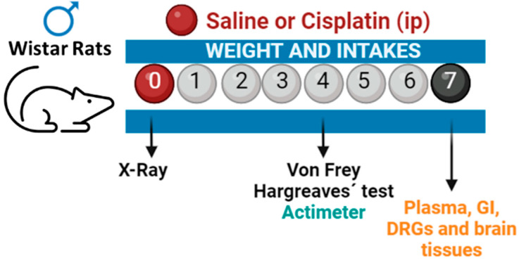 Experimental outline. Male Wistar rats were treated either with cisplatin (i.p., 5 mg/kg; n = 6) or saline (i.p., 0.9% NaCl; n = 6) on day 0. Immediately after, animals were administered barium contrast by gavage and submitted to a radiographic evaluation of gastrointestinal transit during the first 24 h after treatment. Food intake and body weight were recorded on days 1, 2, and 7 and locomotor activity (actimeter) and pain-related behaviours (von Frey and Hargreave’s test) were measured on day 4. On day 7, gastrointestinal and nervous tissues were extracted for further analyses.