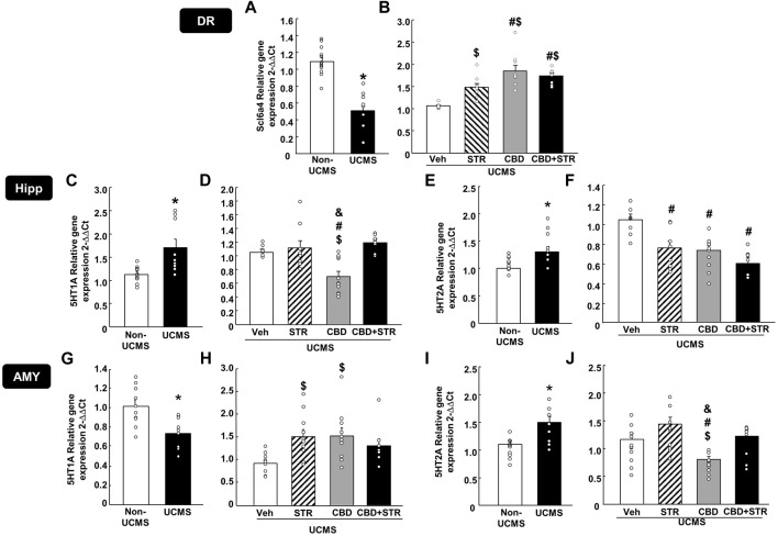 Relative gene expression of the serotonin transporter (Slc6a4) and receptors (5-HT1A and 5-HT2A) in the dorsal raphe (DR), DG of the hippocampus (DG) and AMY (amygdala) of mice exposed to the UCMS and treated with CBD, STR or their combination by real-time PCR. Columns represent the means and vertical lines the ±SEM of the Slc6a4 in the DR (panels A, B), 5-HT1A and 5-HT2A in the Hipp (panels C–F, respectively) and the AMY (panels G–J, respectively). *Values from the VEH-treated UCMS group that differ significantly from VEH-treated non-UCMS group (Student’s t-test, p < 0.05). $ Values from STR-, CBD- and/or CBD + STR-treated UCMS mice that were different from VEH-treated UCMS mice. # Values from CBD- and/or CBD + STR-treated UCMS mice that were different from STR-treated UCMS group, and Values from CBD-treated UCMS mice that were different from CBD + STR treated UCMS mice (One-way ANOVA followed by Student-Newman-Keuls, p < 0.05).