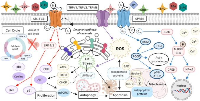 Overview of the downstream activation and crosstalk of signalling pathways of cannabinoid and non-cannabinoid receptors. Activation of the cannabinoid receptors CB1 and CB2 (red arrows) via cannabinoids stimulate ERK1/2 signalling which activates p27 and p21 causing a decrease in cyclins D and E, cdc2 and cdk2 through an increase in pRb, leading to cell cycle arrest. Inhibition of the P13K pathway leads to a decrease in Akt which inhibits cell proliferation. Biosynthesis of ceramide takes place at the endoplasmic reticulum through a series of biochemical steps involving many enzymes which help to convert dihydroceramides (DhCers) into ceramide. An increase in ceramide level in turn increases the stress protein p8/Nupr1 and TRIB3 which activates upregulation of ATF4 and CHOP proteins. A decrease in Akt leads to a downregulation in mTORC1 signalling causing autophagy. Activation of TRPM8 (purple arrows) leads to an increase in ROS production which also induces ER stress. Stimulation of non-cannabinoid receptor GPR55 (blue arrows) through LPI via the subunit Gαq subunit stimulates the production of PLC to release Ca2+ and DAG which leads to the activation of MAPK/ERK signalling. This causes gene transcription by activation of transcription factors CREB and NF-κß. Gα12/13 subunit activates the RhoA/ROCK pathway which regulates PLC, actin cytoskeleton and p38/ATF2 activity. ATF2/p38 inhibits antiapoptotic proteins and enhances the interaction between Beclin-1 and Vps34 which is also inhibited by BCL-2 further enhancing ROS production by activation of the intrinsic apoptotic pathway (Velasco et al. 2012, 2016).Created with BioRender.com. TRPV1,2 transient receptor potential cation channel subfamily V member 1,2, TRPM8 transient receptor potential cation channel subfamily members (melastatin) 8, GPR55 orphan G-protein coupled receptor 55, ROS reactive oxygen species, ER endoplasmic reticulum, p8 protein p8 (Nuclear Protein 1, NUPR1), CHOP CCAAT/-enhancer-binding protein homologous protein, ATF4 activating transcription factor 4, TRIB3 tribbles pseudokinase 3, Akt protein kinase B, mTORC1 mammalian target of rapamycin C1, p21 cyclin-dependent kinase inhibitor 1, p27 cyclin-dependent kinase inhibitor 1B, CDK cyclin-dependent kinase, pRb retinoblastoma protein; Nuclear factor-kappaß (NF-κß), LPI Lysophosphatidylinositol, DAG diacylglycerol, BAD BCL2-associated agonist of cell death, ROCK rho-associated protein kinase, PLC phospholipase C