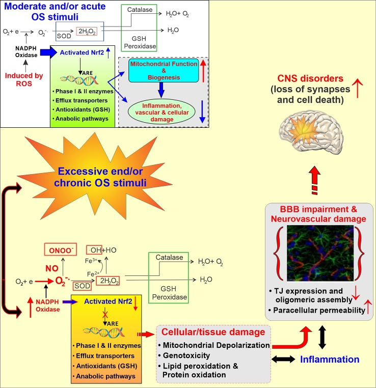 Schematic illustration of the Activation of the cellular antioxidative response system under normal and stress condition. Under normal conditions, the response to injury is adaptive, designed to restore homoeostasis and to protect the cell from further injury. In response to excessive oxidative stress stimuli, NADPH oxidase is activated, producing an excess of O2‑ which in the presence of nitric oxide (.NO; also abundant in CS and release in response to IR) results in formation of peroxinitrite (ONOO‑). Furthermore, the excess of H2O2 leads to the formation of hydroxyl radicals (OH; Fenton’s reaction). The unchecked OS leads then to mitochondrial depolarization, lipid peroxidation, DNA fragmentation and inflammation which at the cerebrovascular level can cause BBB damage and ultimately facilitate the onset of CNS diseases.