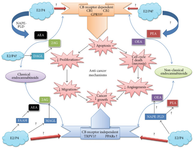 Putative collaborations between sex hormone-dependent cancers and the ECS (endocannabinoid system). The production of ECs is carried out by the actions of specific enzymes (light yellow boxes and broad blue arrows). These actions are supported by the enzymatic hydrolysis of NArPE lipid precursors, particularly associated with the membrane. Both sex steroid hormones perform theoretical roles in the pathway. Both hormones, such as progesterone (represented as P4 at each corner in the circle filled with light blue color) and oestradiol (represented as E2 at each corner in the circle filled with light blue color). 2-arachidonoylglycerol (2-AG) and anandamide (N-arachidonoylethanolamide, AEA) are known as classical ECs. The non-classical ECs are recognized as PEA and OEA. Both forms of ECs (i.e., classical and non-classical) bind independently or in concert at receptors CB1, CB2, and GPR55. Receptors PPAR and TRPV1 (represented in gold cold fill boxes) involve in the anticancer mechanism. Green boxes show the important activities linked to the anticancer mechanism in the center of the figure. There are speculated observations; either all these activities are interconnected or perform functions independently. Although this mechanism significantly reduced the mass of cancer cells. The ECS and its adjusting boundaries with sex steroid hormones are represented in the anticancer mechanisms, though theoretical or unidentified associations are specified using a question mark(s). ↑ ↓ Arrows illustrated the increasing or decreasing activity of a particular anticancer mechanism. Reprinted from Ref. [196] with permission under open access article distributed under the Creative Commons Attribution License. Abbreviation: NAPE-PLD (N-acyl phosphatidylethanolamine phospholipase D); OEA (oleoylethanolamide); PEA (palmitoylethanolamide); PPAR (peroxisome proliferator-activated receptor); TRPV1 (transient receptor potential vanilloid type-1); AEA (arachidonoylethanolamide); FAAH (fatty acid amide hydrolyse); MAGL (monoacylglycerol lipase); DAGL (diacylglycerol lipase).