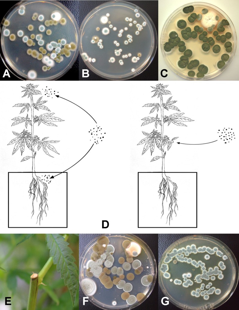 Aerial spore dispersal of molds in the growing environment of cannabis plants. All petri dishes contain potato dextrose agar with 100 mg/L of streptomycin sulfate (PDA+S). (A) Petri dishes were exposed for 60 min in a greenhouse environment or (B) in an indoor environment and incubated under laboratory conditions for 5 days. Both Cladosporium (brown to black colonies) and Penicillium (blue-green colonies) were observed growing on the dishes. (C) Petri dishes exposed outdoors showed primarily the growth of Cladosporium colonies. (D) Proposed scheme through which air-borne spores can affect quality of cannabis plants. Air-borne spores may establish in the substrate, on inflorescences, or on the cut exposed surface of pruning wounds. (E) Cut surface following pruning of a stem which was swabbed and streaked onto PDA. (F) Colonies of Penicillium and Cladosporium growing from a swab taken off a pruning site on the stem of a greenhouse-grown plant. (G) Colonies of Penicillium emerging from a swab taken off a pruning site on the stem of an indoor-grown plant and streaked onto PDA.